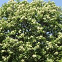 Fraxinus ornus